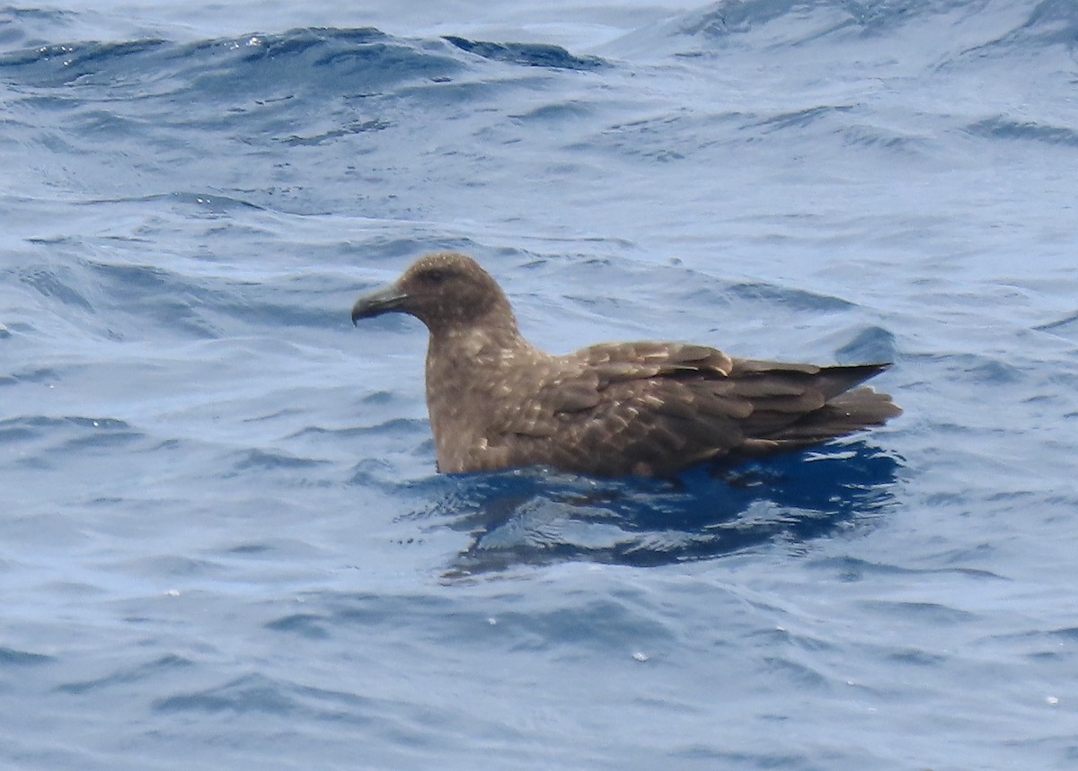 Brown Skua - ML646730573