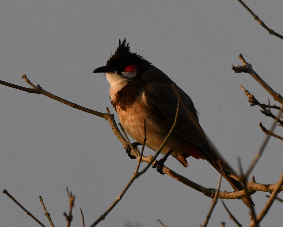 Red-whiskered Bulbul - ML646730578
