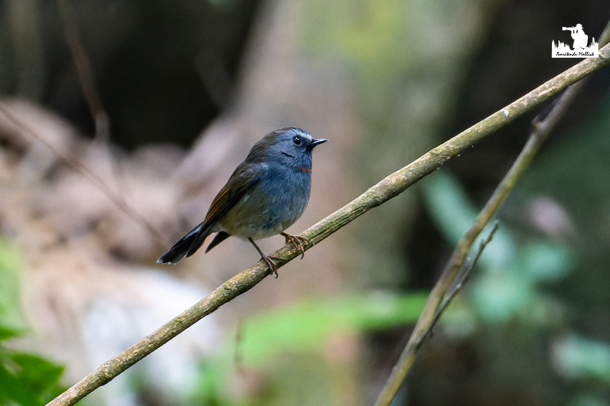 Rufous-gorgeted Flycatcher - ML646730579