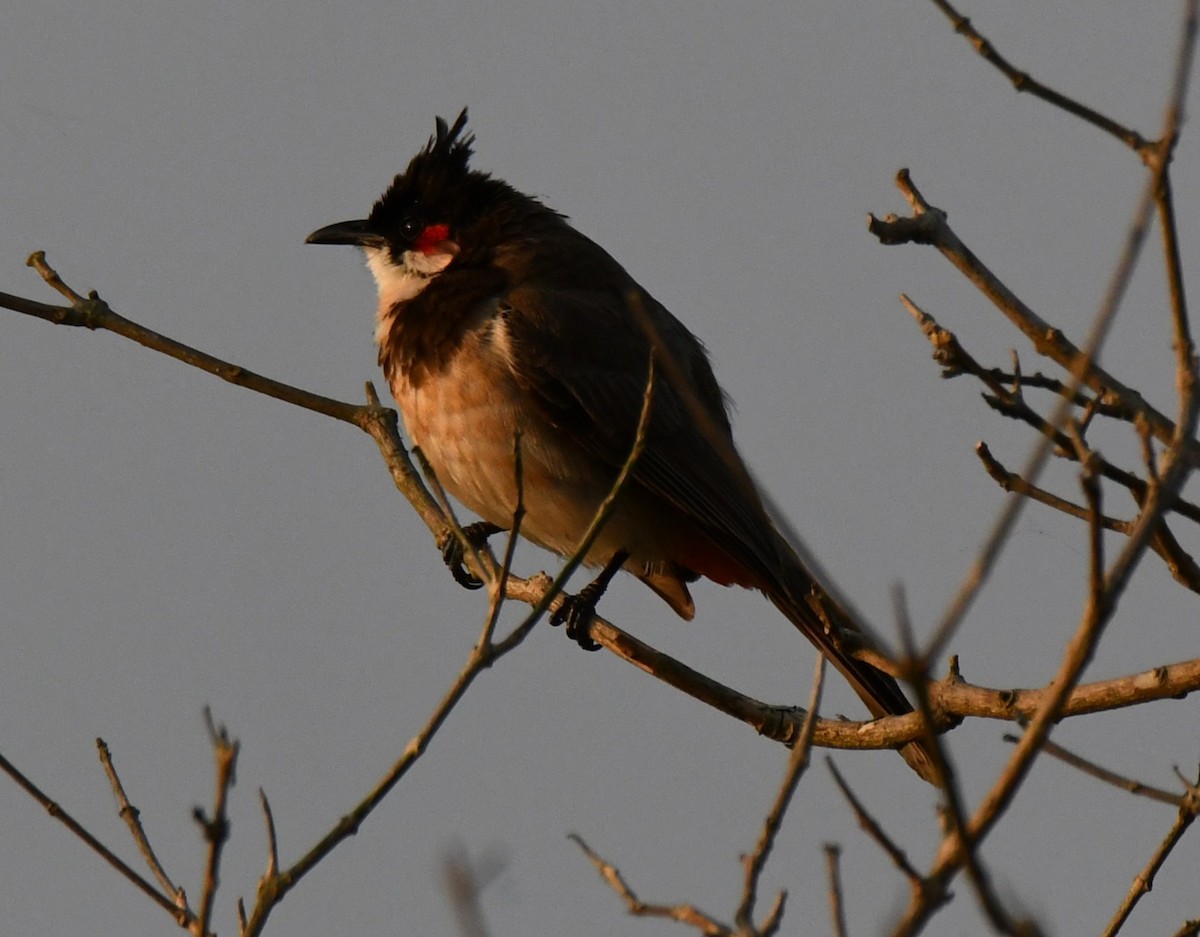 Red-whiskered Bulbul - ML646730581