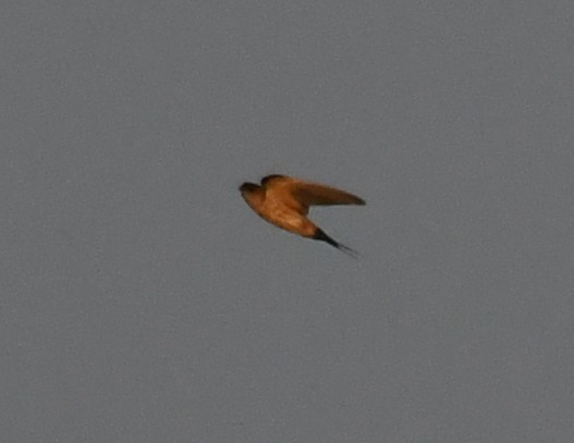 Eastern Red-rumped Swallow - ML646730583