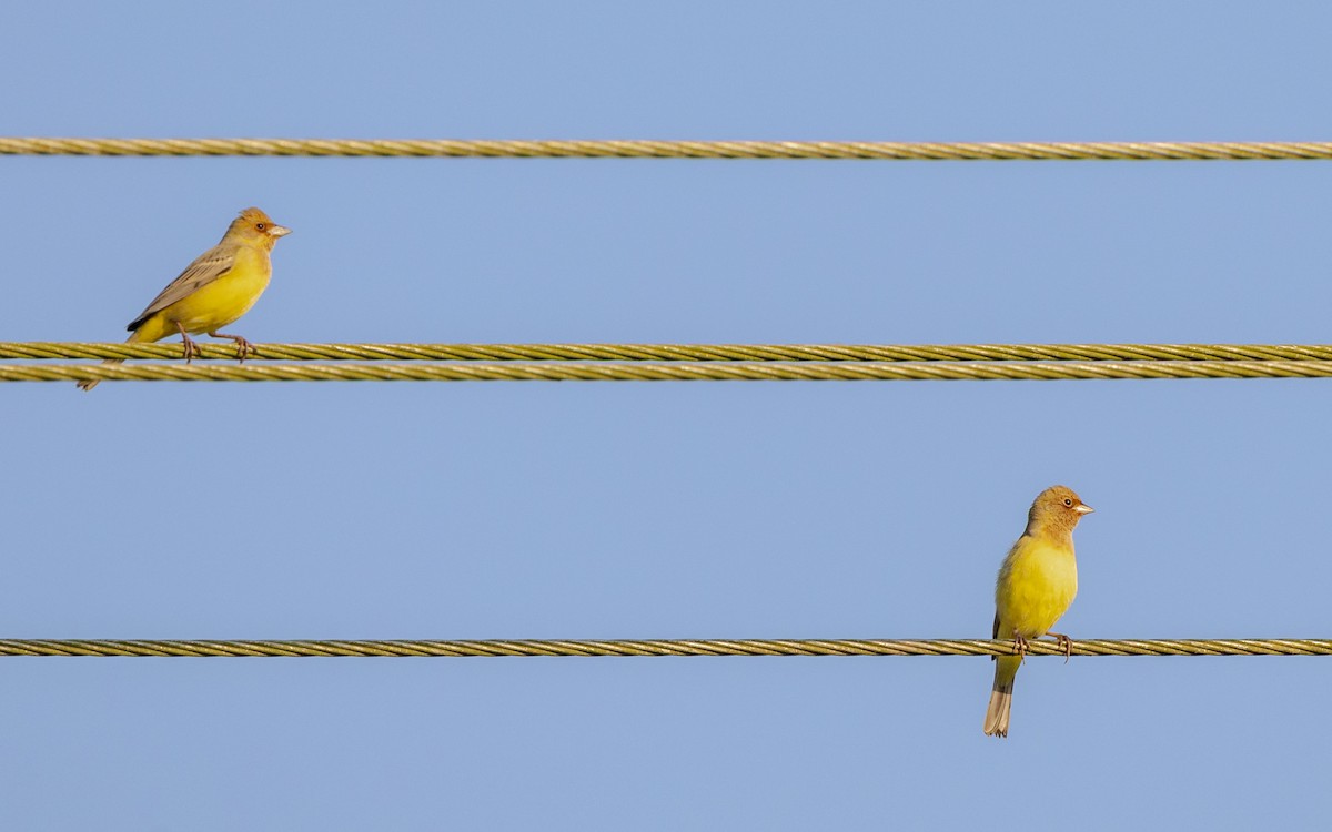 brunhodespurv - ML646730584