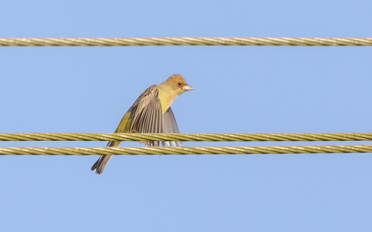 brunhodespurv - ML646730585