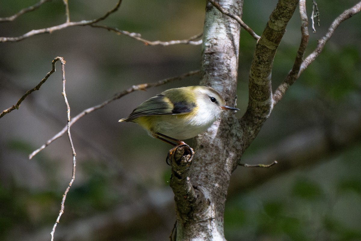 Rifleman - ML646730588