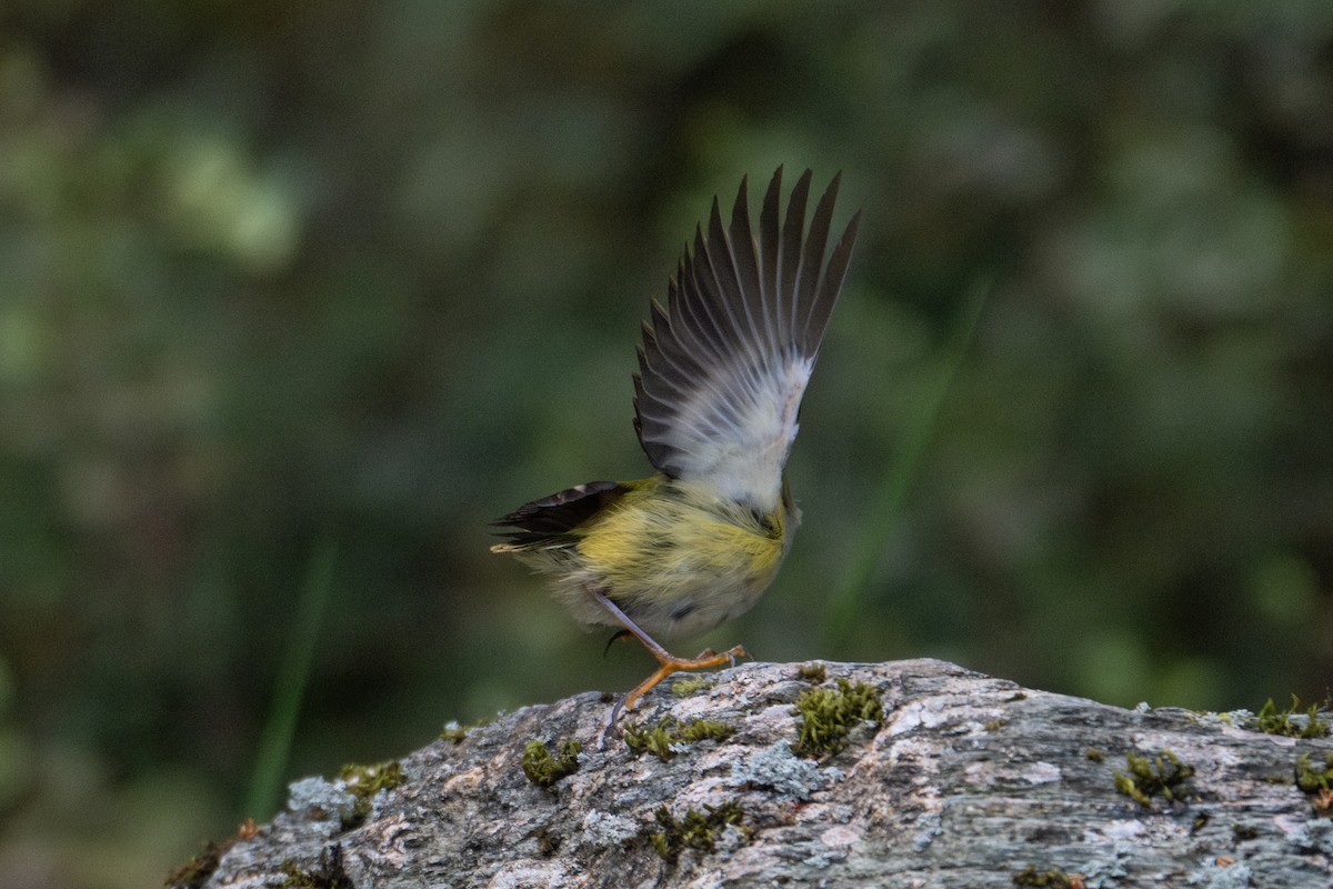 Rifleman - ML646730589