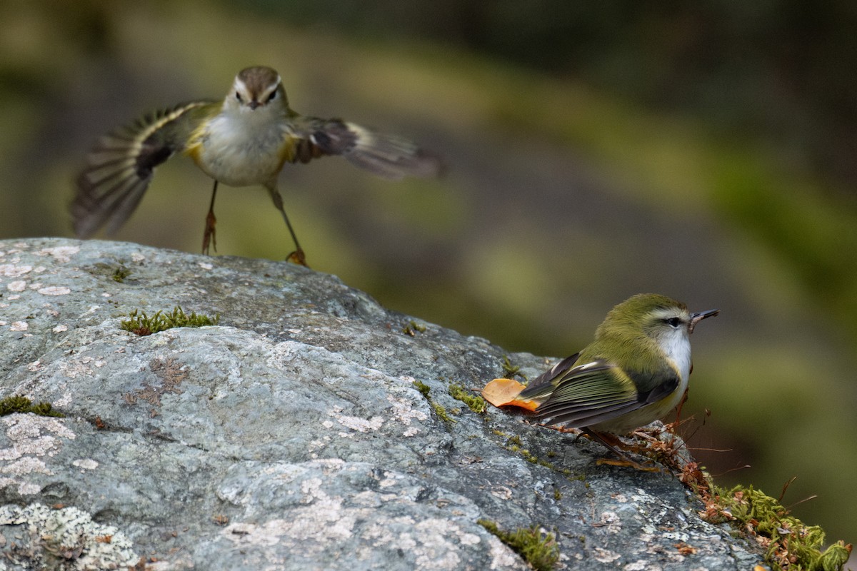 Rifleman - ML646730591