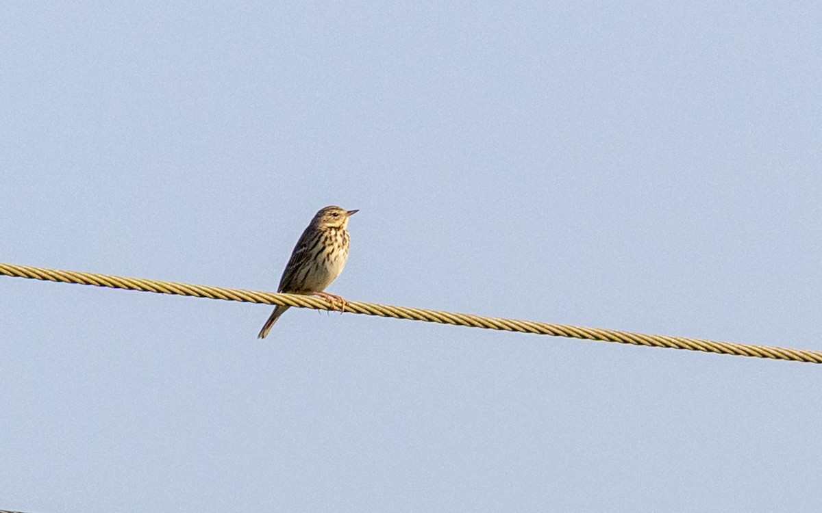 Tree Pipit - ML646730592