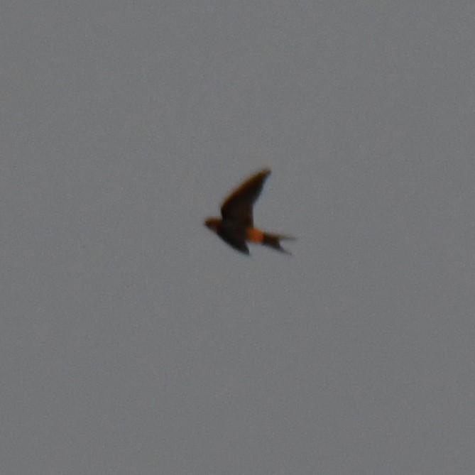 Eastern Red-rumped Swallow - ML646730593