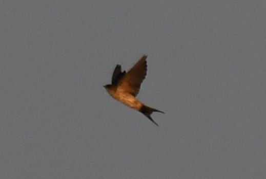Eastern Red-rumped Swallow - ML646730595