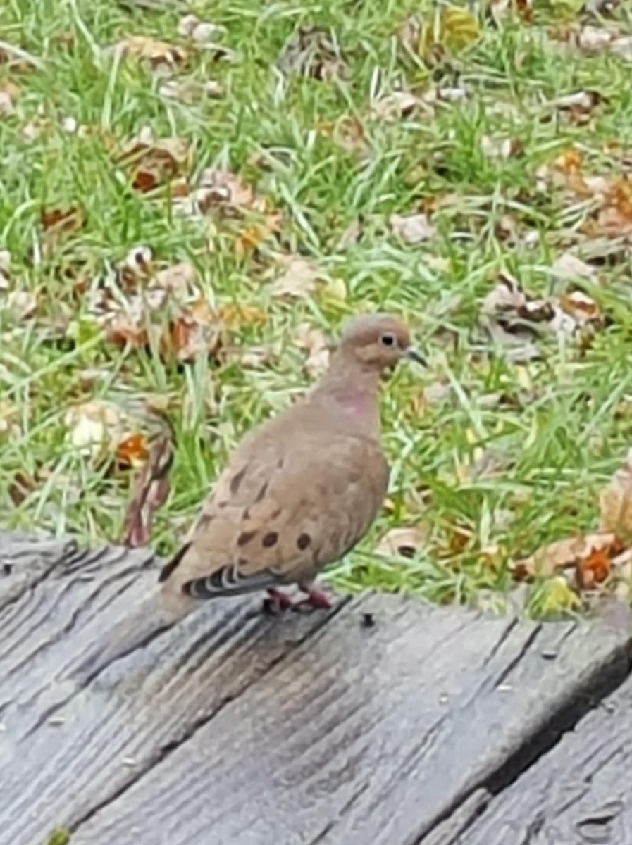 Mourning Dove - ML646730597