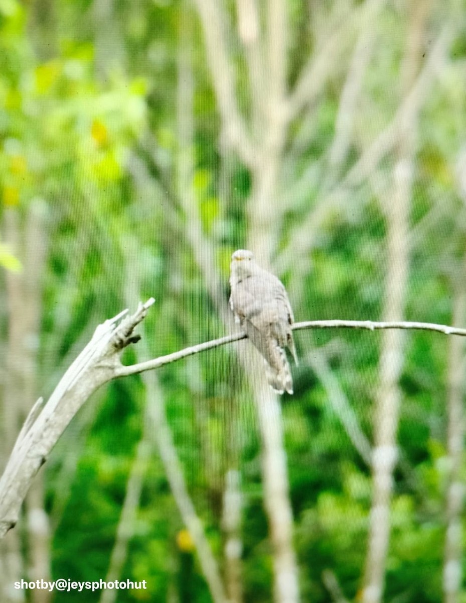 Indian Cuckoo - ML646730600