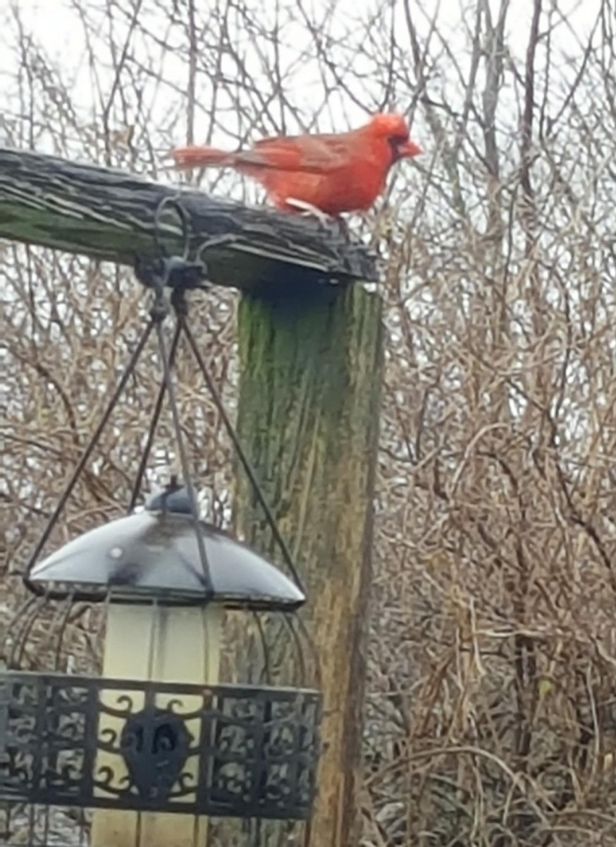 Northern Cardinal - ML646730601