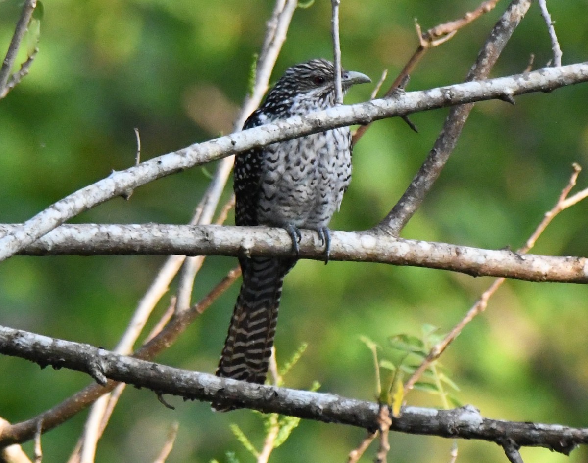Asian Koel - ML646730602