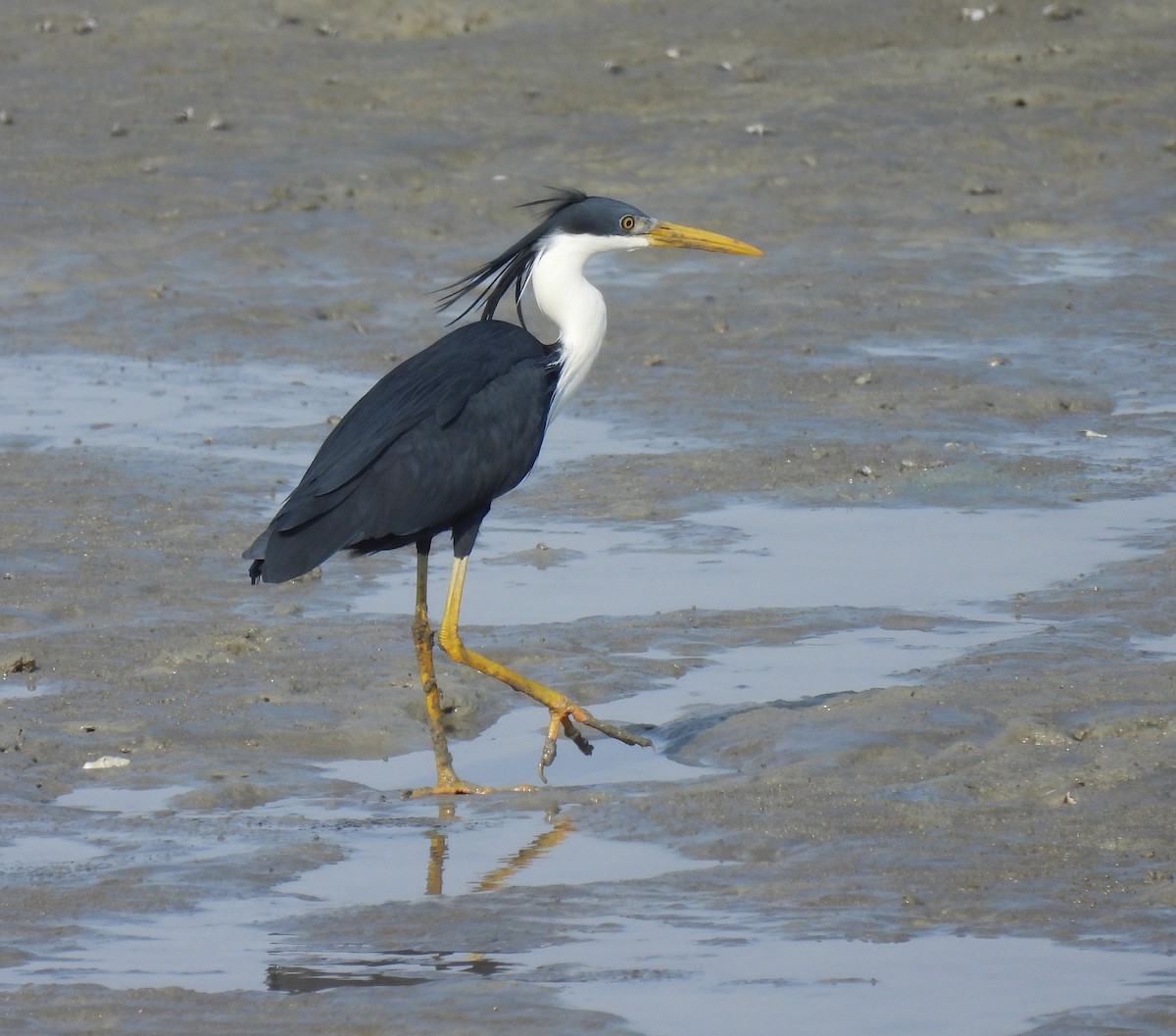 Pied Heron - ML646730605