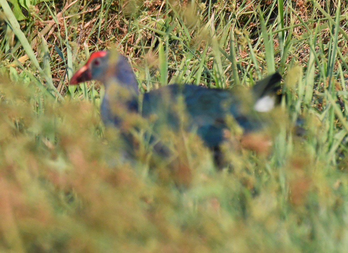 Gray-headed Swamphen - ML646730606