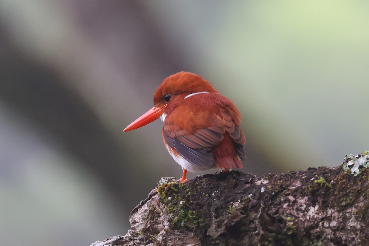 Madagascar Pygmy Kingfisher - ML646730607