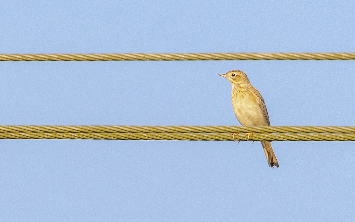 Blyth's Pipit - ML646730608