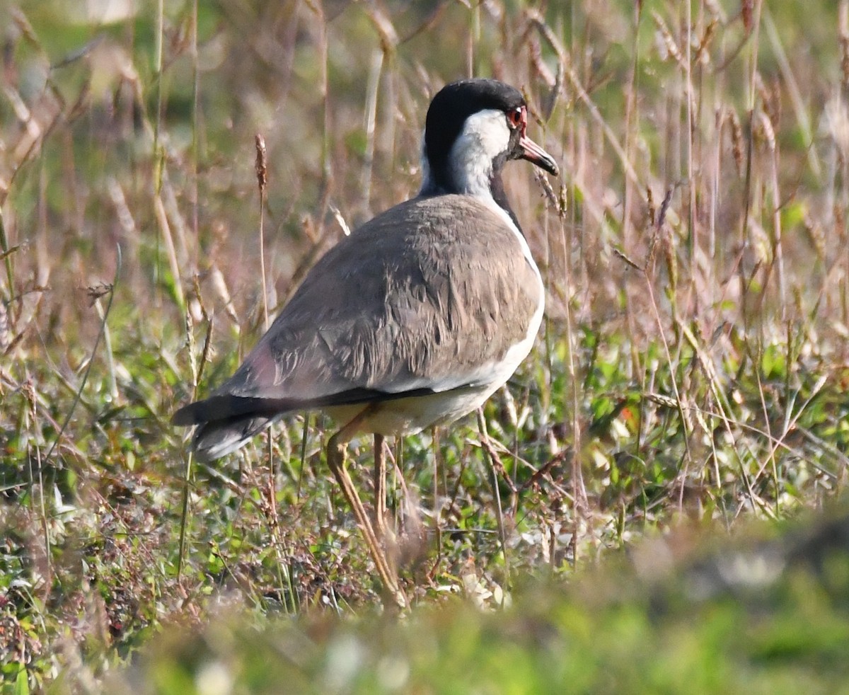 Red-wattled Lapwing - ML646730609