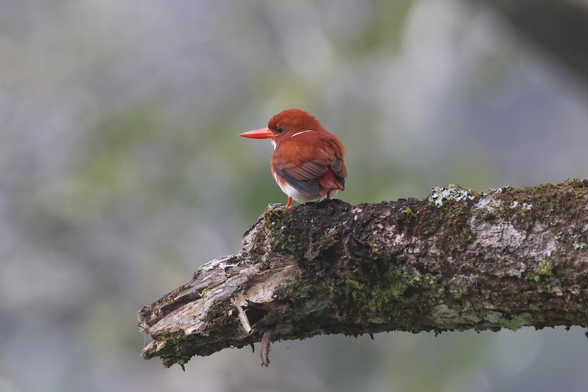 Madagascar Pygmy Kingfisher - ML646730610