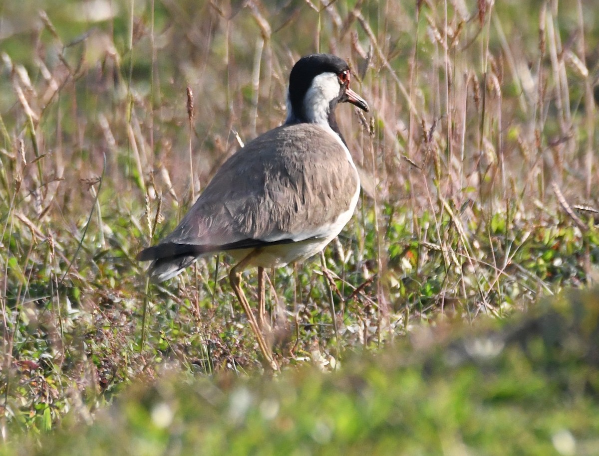 Red-wattled Lapwing - ML646730611