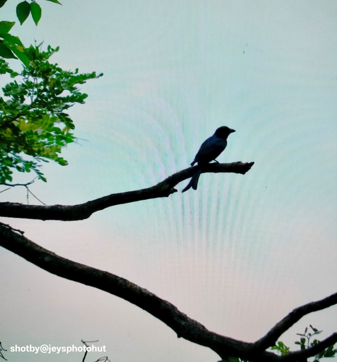 Crow-billed Drongo - ML646730612