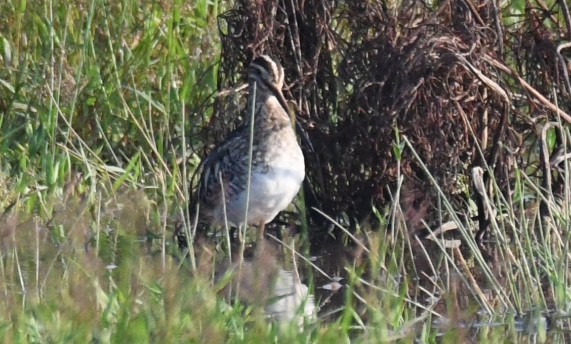 Pin-tailed Snipe - ML646730613
