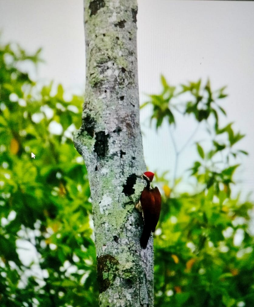 Greater Flameback - ML646730615
