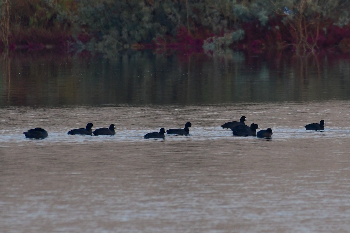Eurasian Coot - ML646730616