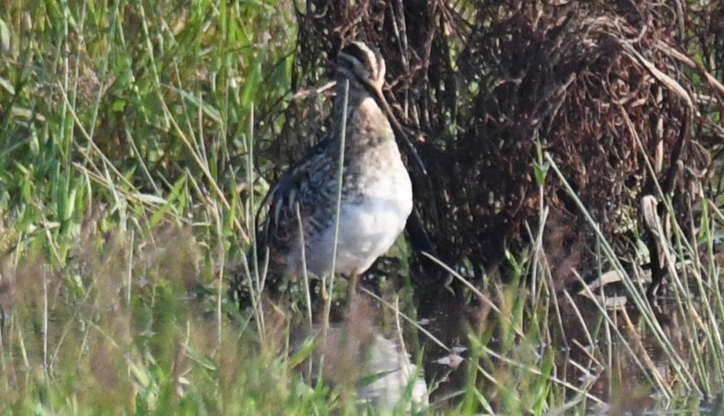Pin-tailed Snipe - ML646730618