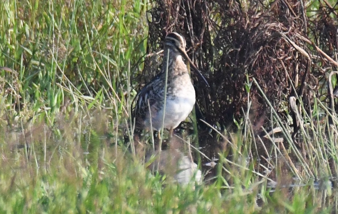 Pin-tailed Snipe - ML646730619