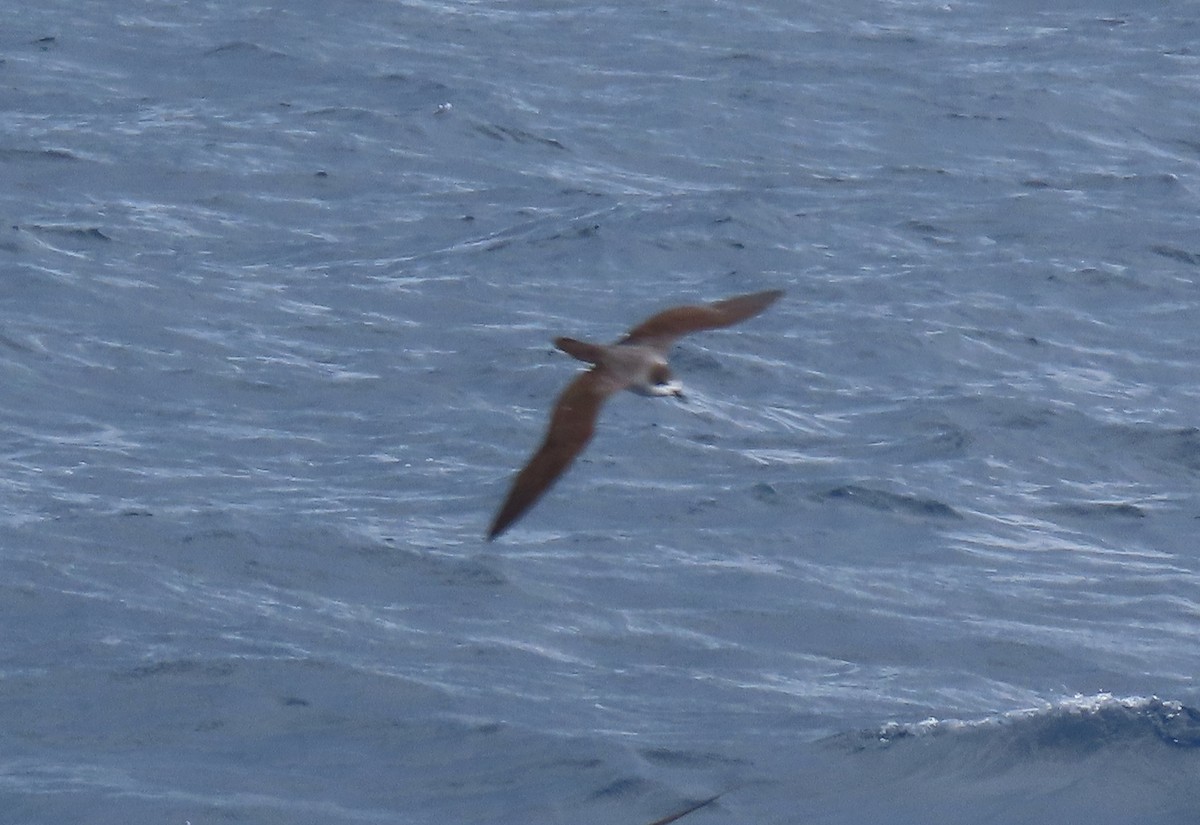 Barau's Petrel - ML646730621