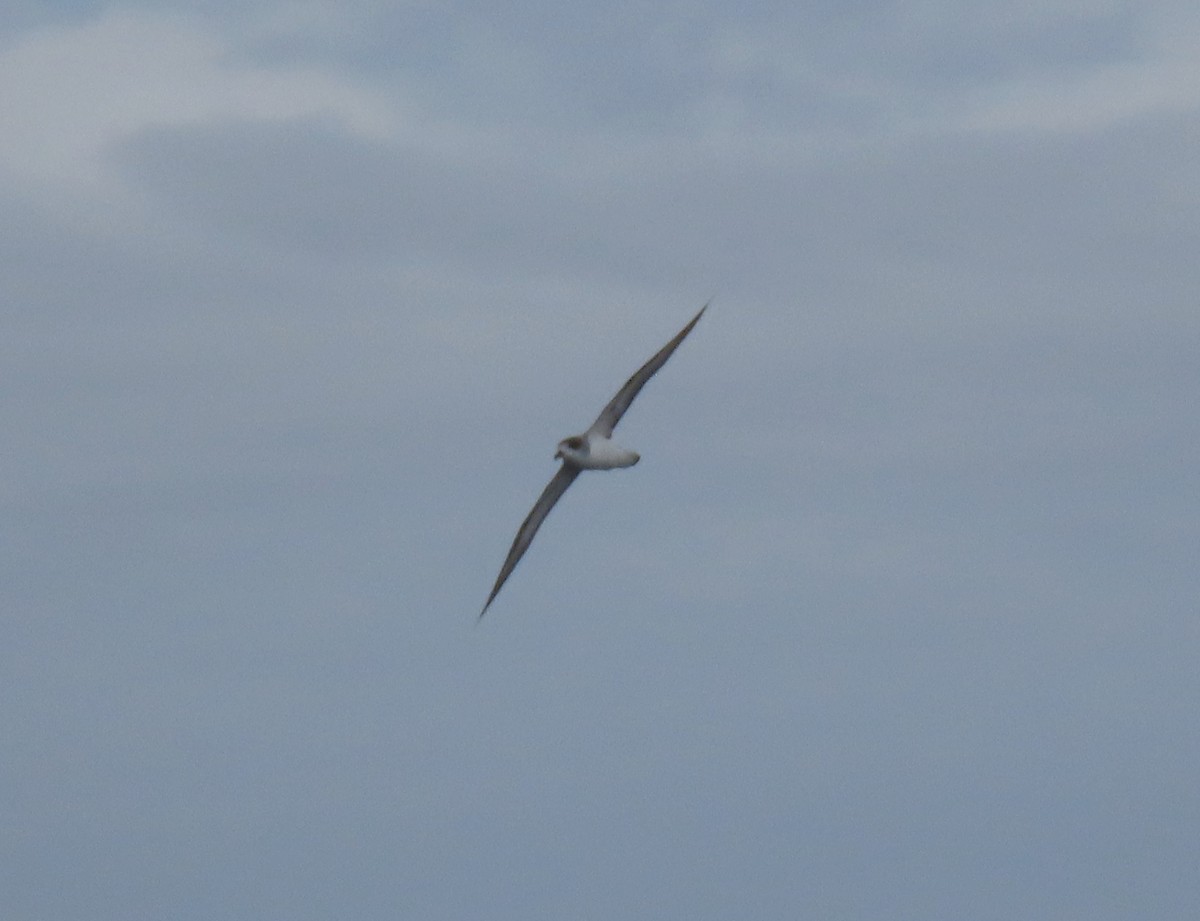 Barau's Petrel - ML646730622