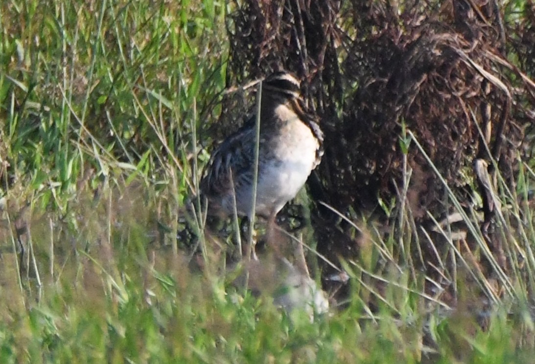 Pin-tailed Snipe - ML646730623