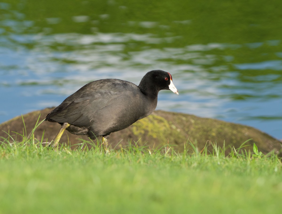 Hawaiian Coot - ML646730624