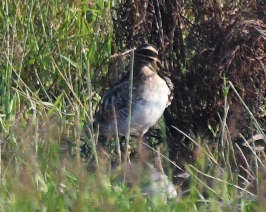 Pin-tailed Snipe - ML646730625