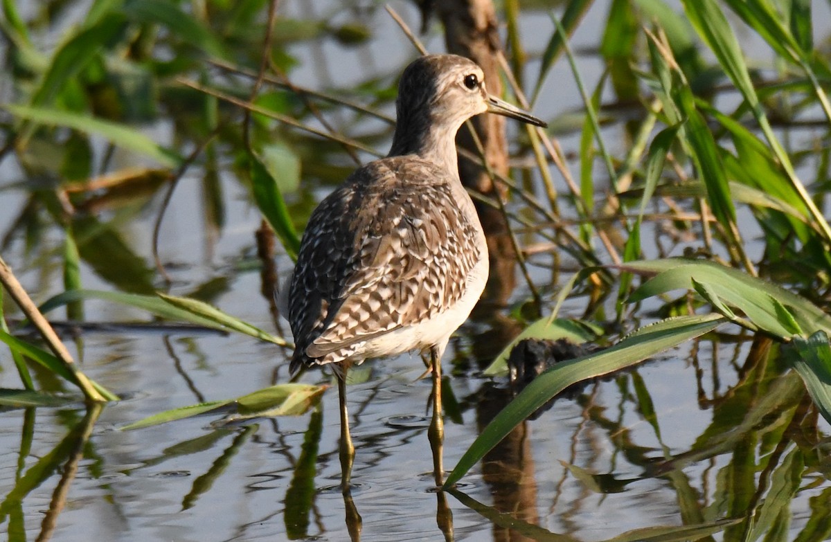 Wood Sandpiper - ML646730628