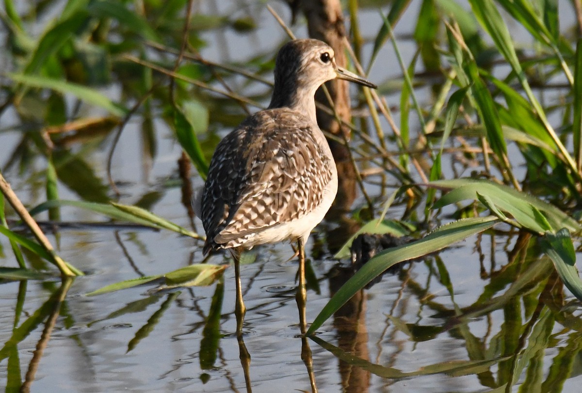 Wood Sandpiper - ML646730629