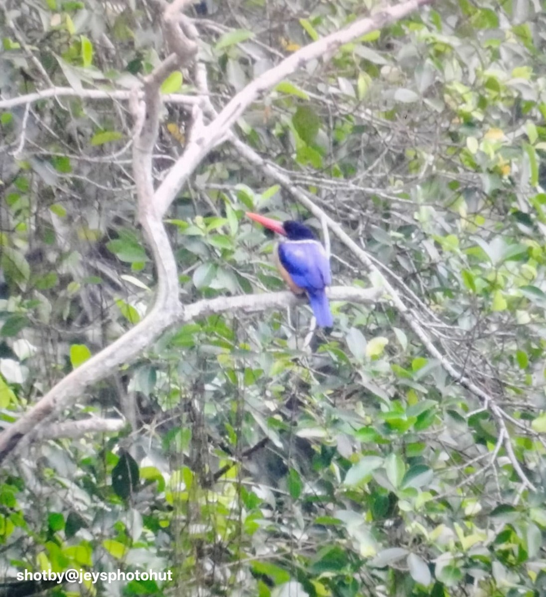 Альціон чорноголовий - ML646730633