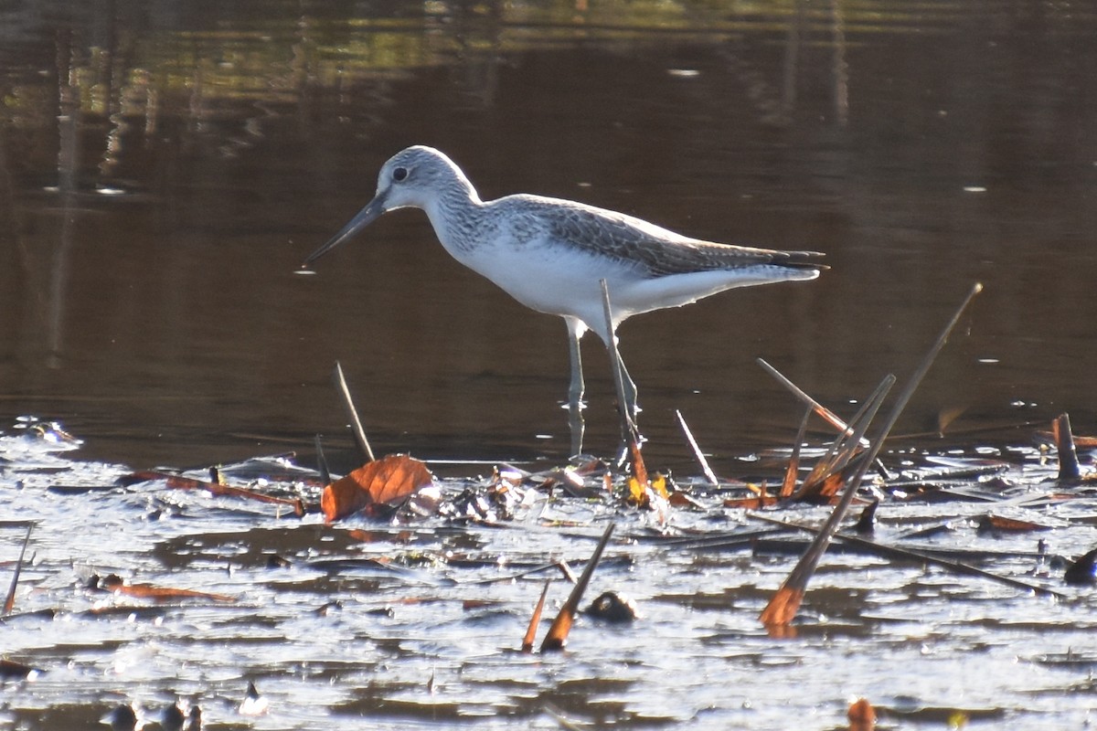 vodouš šedý - ML646730641