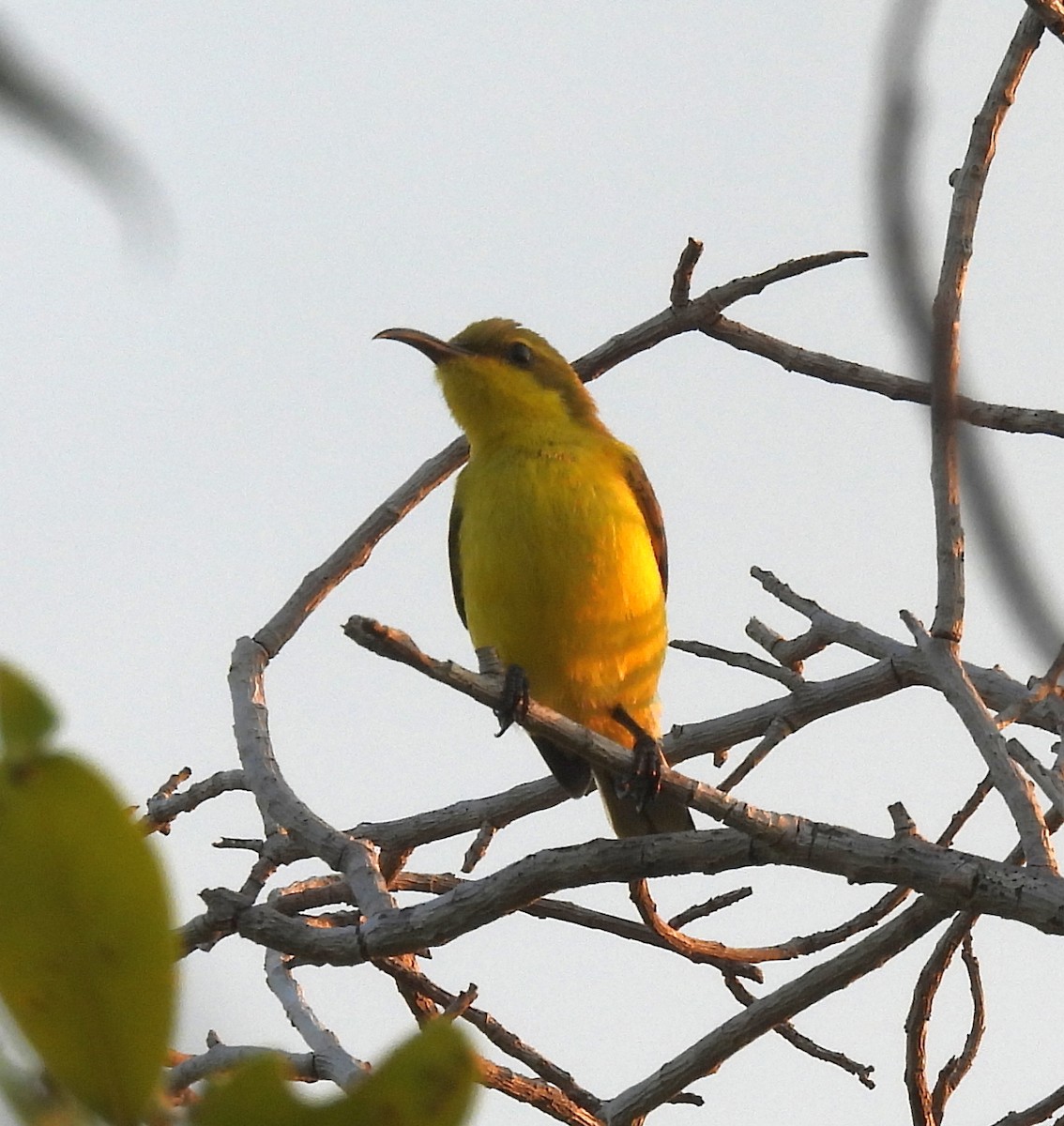 Sahul Sunbird - ML646730643