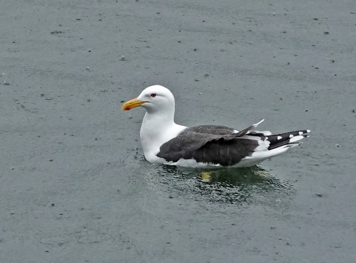 Kelp Gull - ML646730650