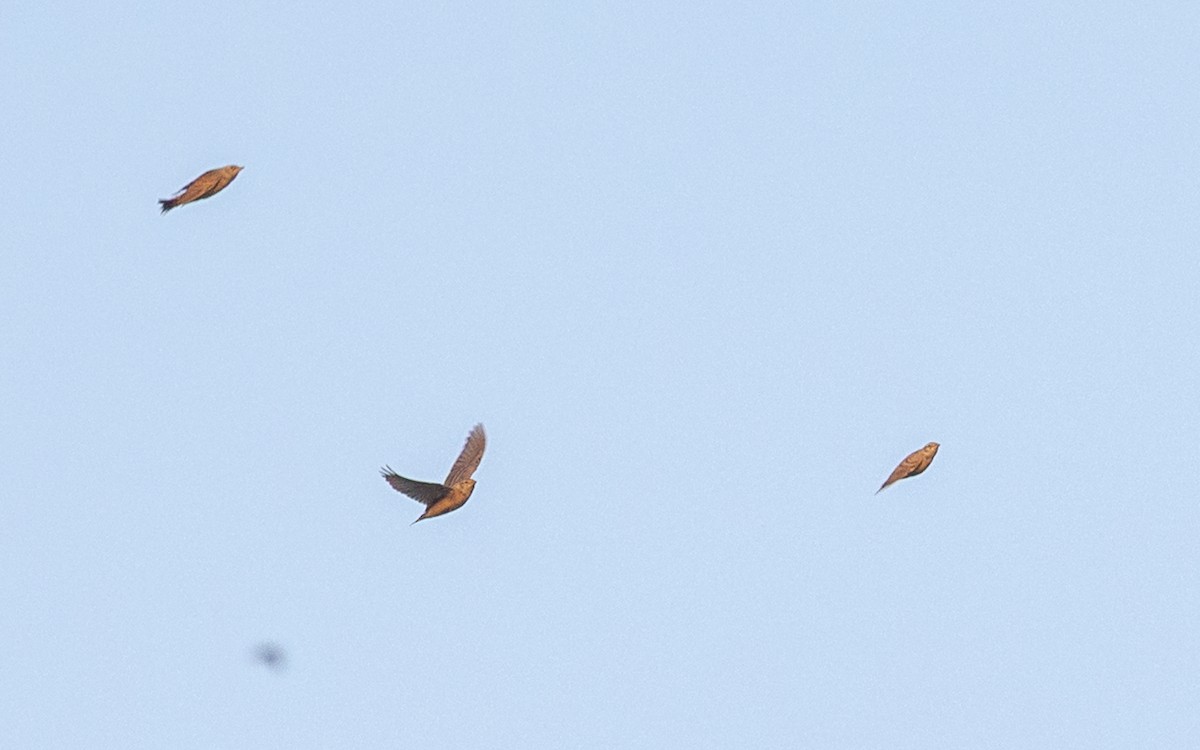 Mongolian Short-toed Lark - ML646730652