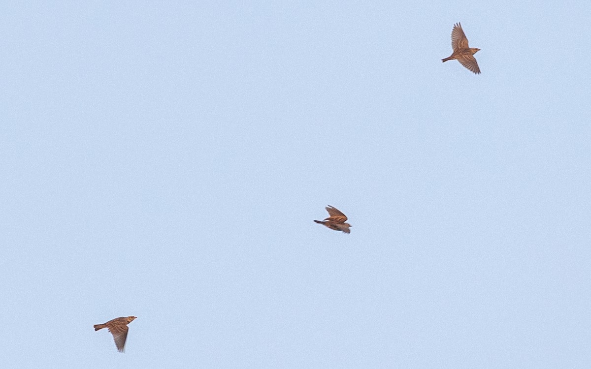 Mongolian Short-toed Lark - ML646730653