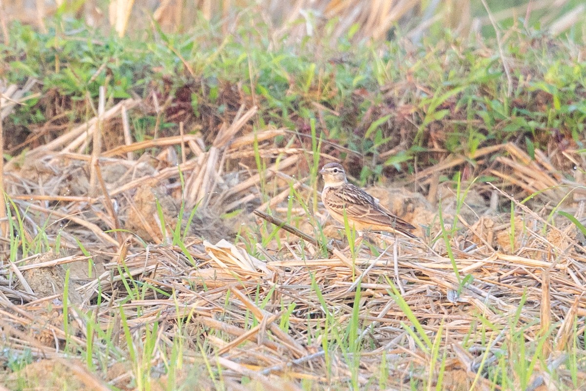 Mongolian Short-toed Lark - ML646730654