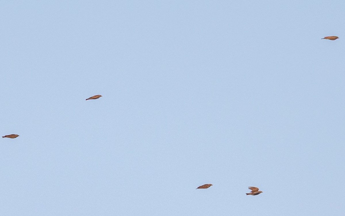 Mongolian Short-toed Lark - ML646730655