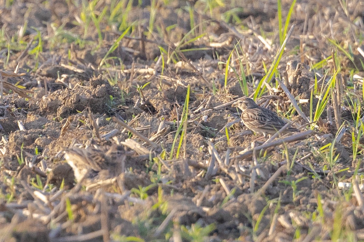 Mongolian Short-toed Lark - ML646730656