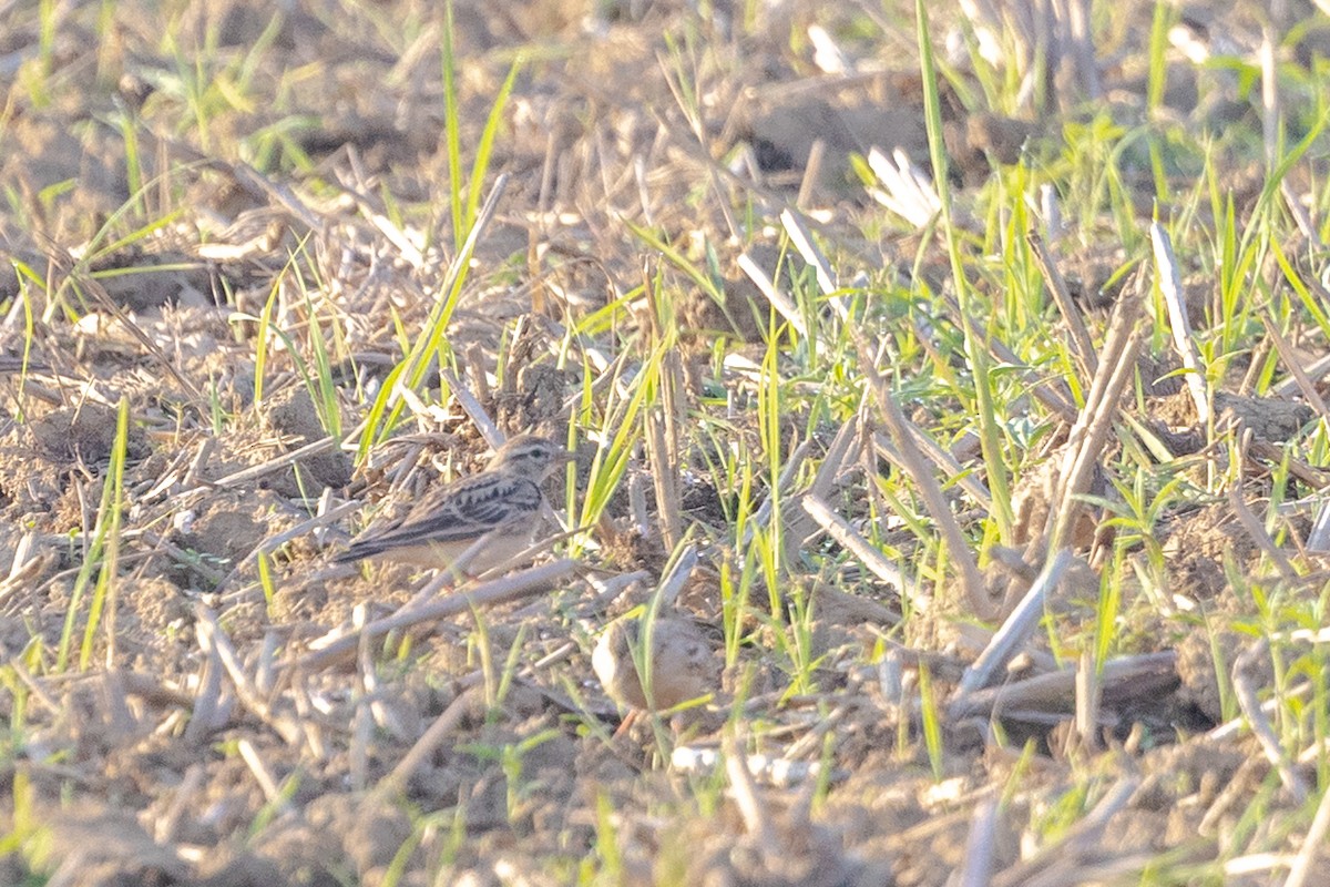 Mongolian Short-toed Lark - ML646730657
