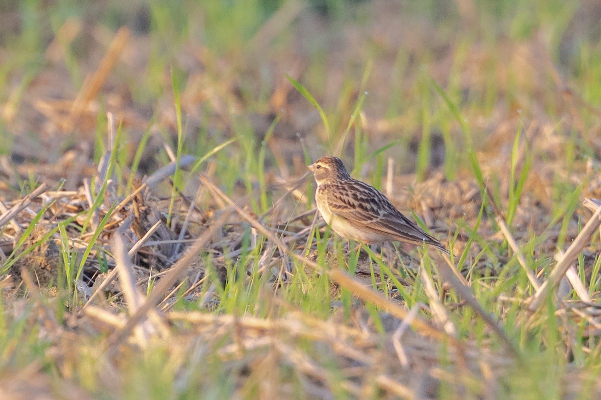 Mongolian Short-toed Lark - ML646730658