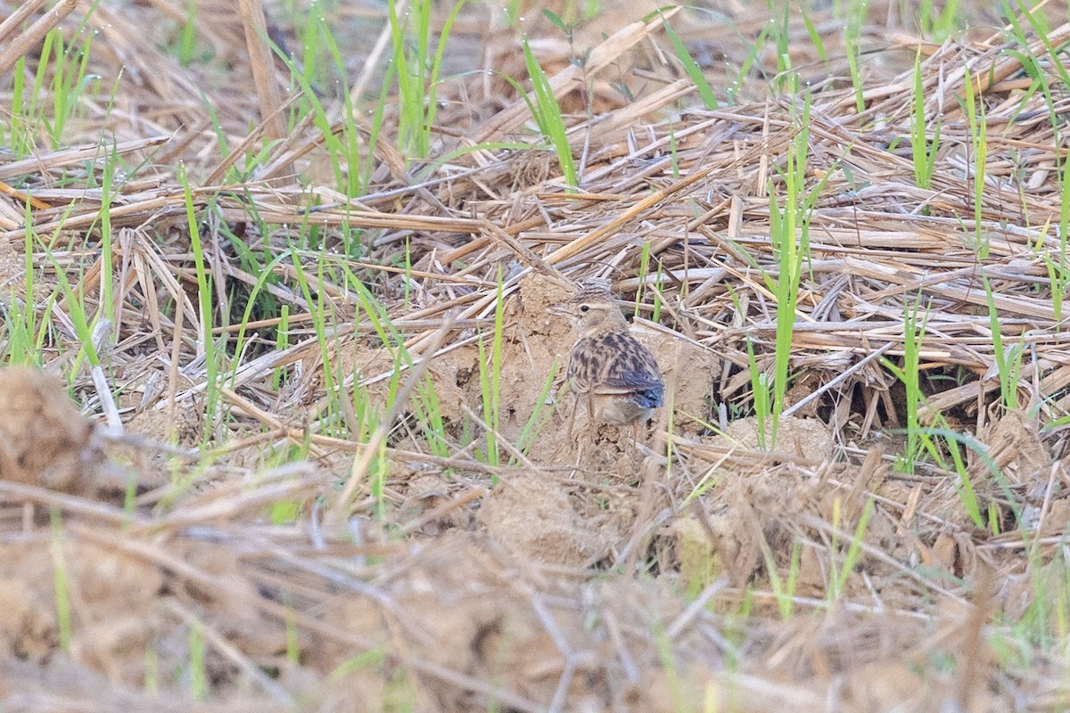 Mongolian Short-toed Lark - ML646730659
