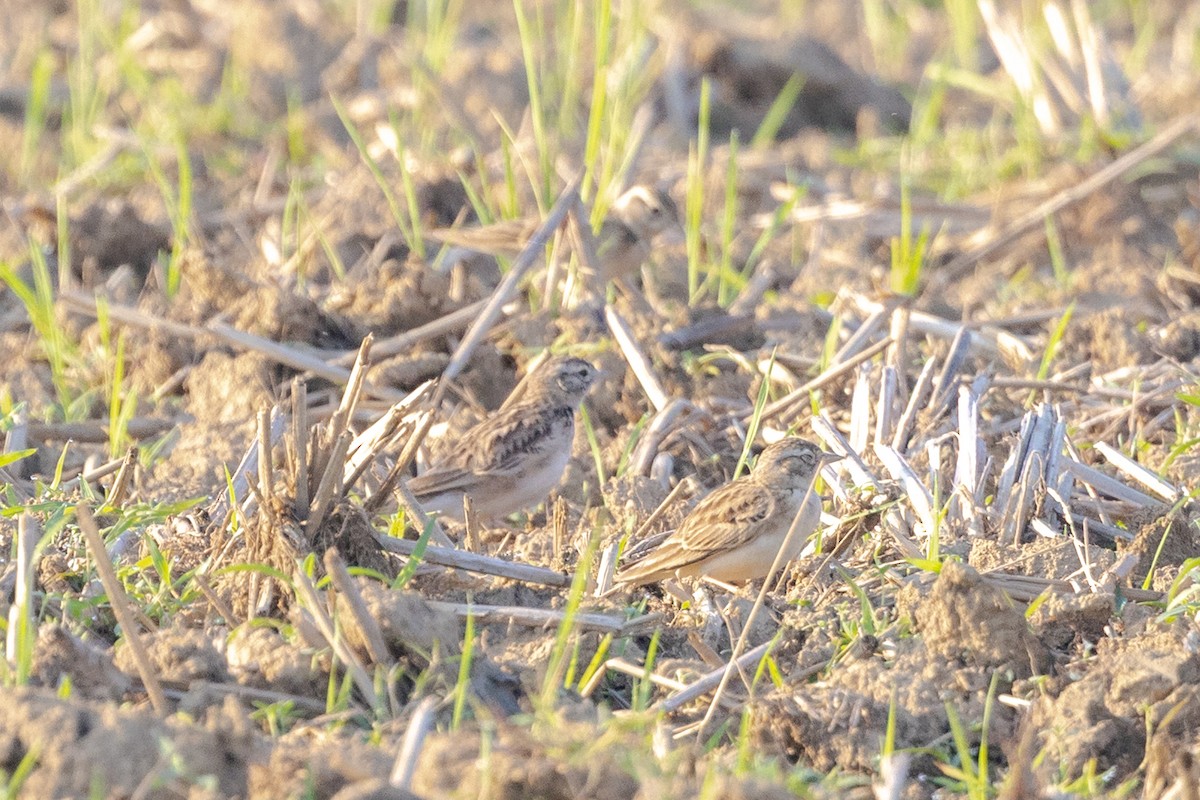 Mongolian Short-toed Lark - ML646730660